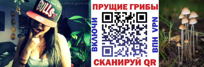 Псилоцибиновые грибы мицелий  ОМГ ОМГ ссылка  Кологрив 
